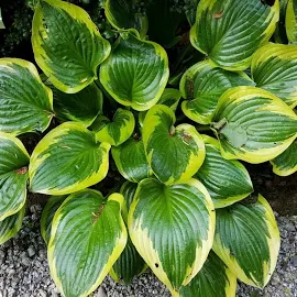 Funkia hosta Aureomarginata 1szt