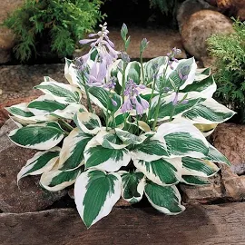 Funkia Patriot Hosta Dwukolorowa