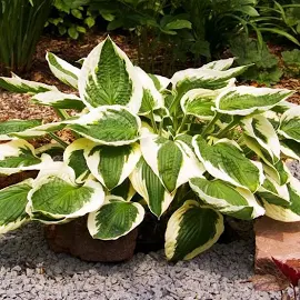 Hosta Funkia Patriot 1 szt.