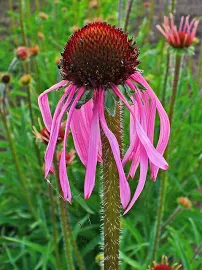 Jeżówka Blada (Echinacea pallida) * Nasiona *