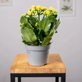 Kalanchoe ‘Calandiva’ | Żółte