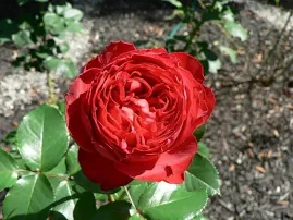 Роза Травиата(чайно-гибридная)