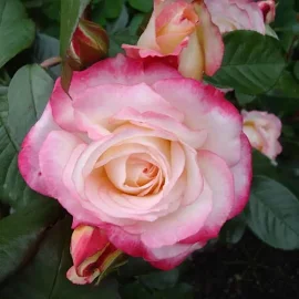 Роза флорибунда Ламинуэт (туба а/ф Сибирский сад)