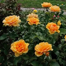 Роза флорибунда Амбер Квин (туба а/ф Сибирский сад)