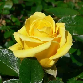 Роза миниатюрная Дорола С4