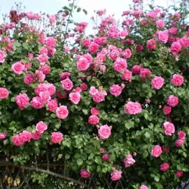 Роза Декор плетистая, Imperial Rose