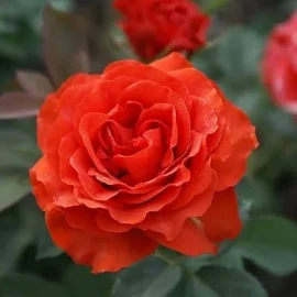 Роза Эль Торо флорибунда, Питомник роз