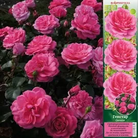 Роза флорибунда Генстар (туба а/ф Сибирский сад)