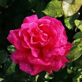 Роза Софи Роуз кустарниковая, Питомник роз