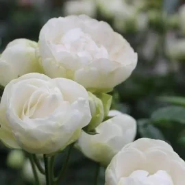 Роза миниатюрная Снипринцесс (туба а/ф Монтеагро)