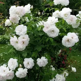 Роза флорибунда Шнеевитхен (туба а/ф Сибирский сад)