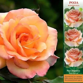 Роза флорибунда Роуз Эприкот (туба а/ф Сибирский сад)