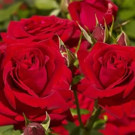 Роза Софи Лорен, Питомник роз