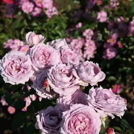 Роза Новалис флорибунда, Питомник роз