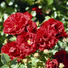 Роза миниатюрная Цвергкониг С4