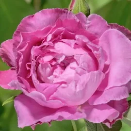 Роза почвопокровная Романтик Роудраннер C4