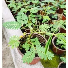 Isparta Gülü Küstüm Çiçeği -Mimosa Pudica