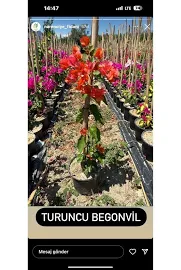 NARENCIYE FIDANIM TURUNCU SERILICI BEGONVIL cIcEgI 2-3 YAs 80-110CM