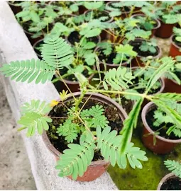 Nuda Collection Kustum cicegi -mimosa Pudica