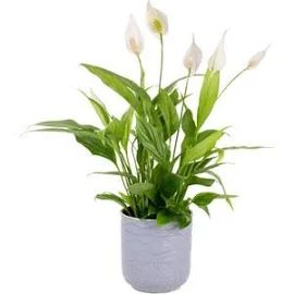 Nema Bahçe Barış Çiçeği - Spathiphyllum Gri Maya