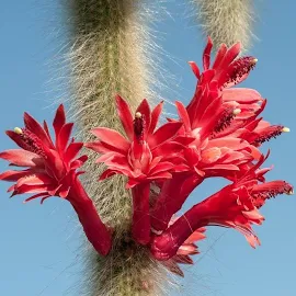 Hildewintera Colademononis Cactus Maymun Kuyruğu Nadir Tür Kaktüs