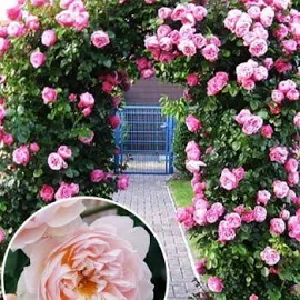 Роза английская плетистая "Сердце розы" (саженец класса АА+)