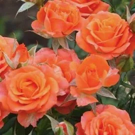 Роза мелкоцветковая (спрей) "Алегрия" (саженец класса АА+) в
