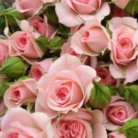 Роза мелкоцветковая (спрей) "Грация розовая" (саженец класса