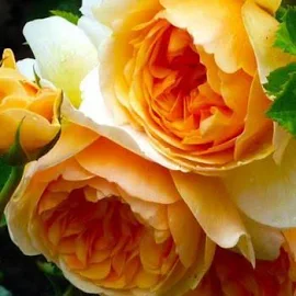 Эксклюзив! Роза английская оранжево-белая "Сказочница" (Fair