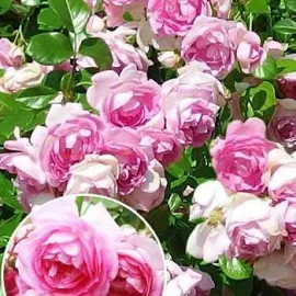 Роза плетистая "Jasmina" (саженец класса АА+) высший сорт