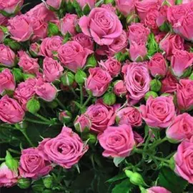 Троянда дрібноквіткова (спрей) "Лавлі Лідія" (саджанець клас