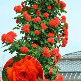 Эксклюзив! Роза плетистая красно-оранжевого оттенка "Мисс флора&q