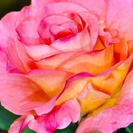 Эксклюзив! Роза английская розово-желтая "Подарок" (Present)