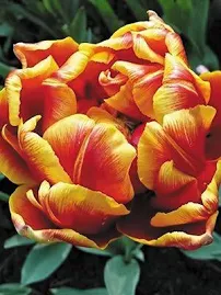 Махрові тюльпани ранні Cilesta 1011 (3 шт)