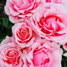Эксклюзив! Роза флорибунда нежно-розовая "Роскошная" (Luxuri
