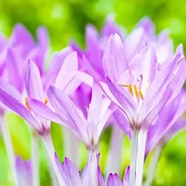 Безвременник (Кольчикум) Autumnale Великолепный Фиолетовый Луковицы 1шт. GreenMarket