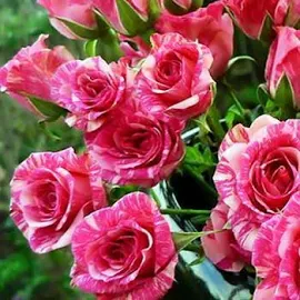 Роза мелкоцветковая (спрей) "Flash Pink" (саженец класса АА+