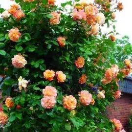 Роза плетистая "Скулгёл" (саженец класса АА+ ) высший сорт