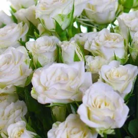 Троянда дрібноквіткова (спрей) "Біла Лідія" (саджанець класу