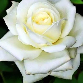 Троянда чайно-гібридна "Атена" (саджанець класу АА +) вищий