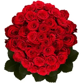 100 Stems of Red Paris Roses- Fresh Flower Delivery