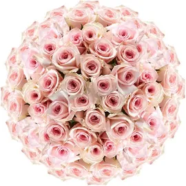 1000-Stems of Solid Pink Color Roses- Fresh Flower Delivery