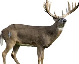 2D Whitetail Broadside Target