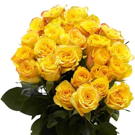 2-Dozen Yellow Roses- Fresh Flower Delivery