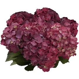 40 Rasberry Hydrangea Flowers- Fresh Flower Delivery